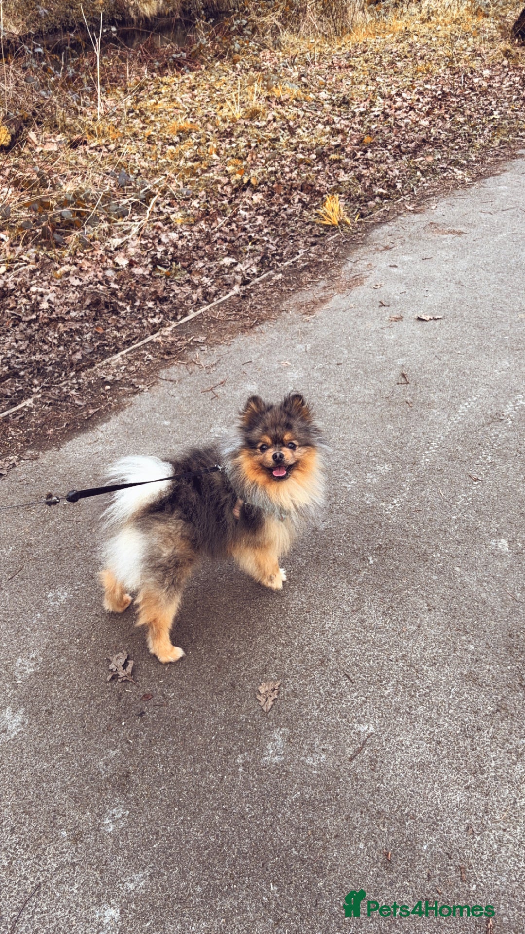 Pomeranian dogs for stud: Pomeranian for stud  - Advert 1