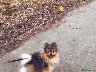 Pomeranian dogs Pomeranian for stud - Advert 4