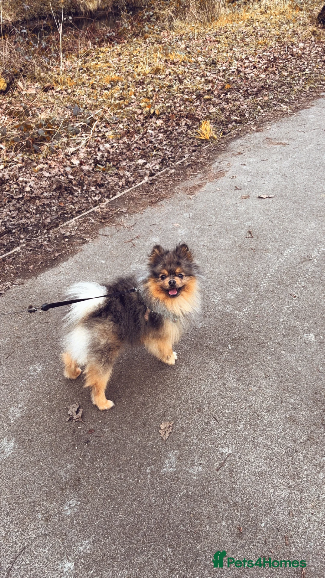 Pomeranian dogs for stud: Pomeranian for stud  - Advert 1