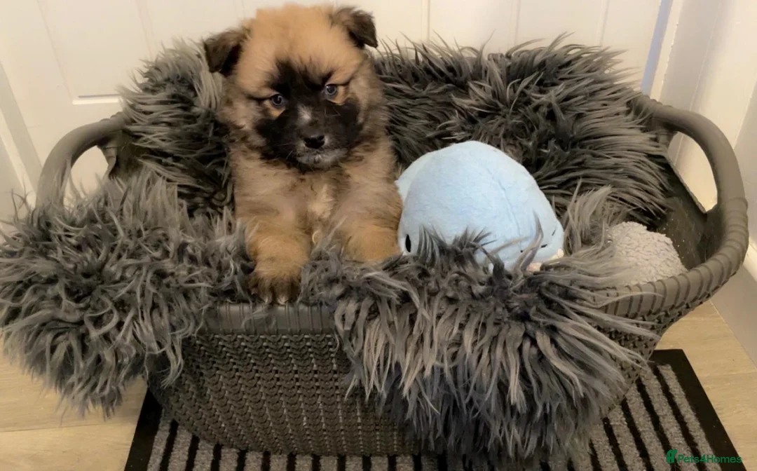 Pomsky dogs for sale: Pomsky puppies ready for their forever home 💞 in Swansea - Advert 9
