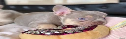 French Bulldog dogs for sale: TOP QUALITY FRENCH BULLDOG PUPPIES  - Advert 20