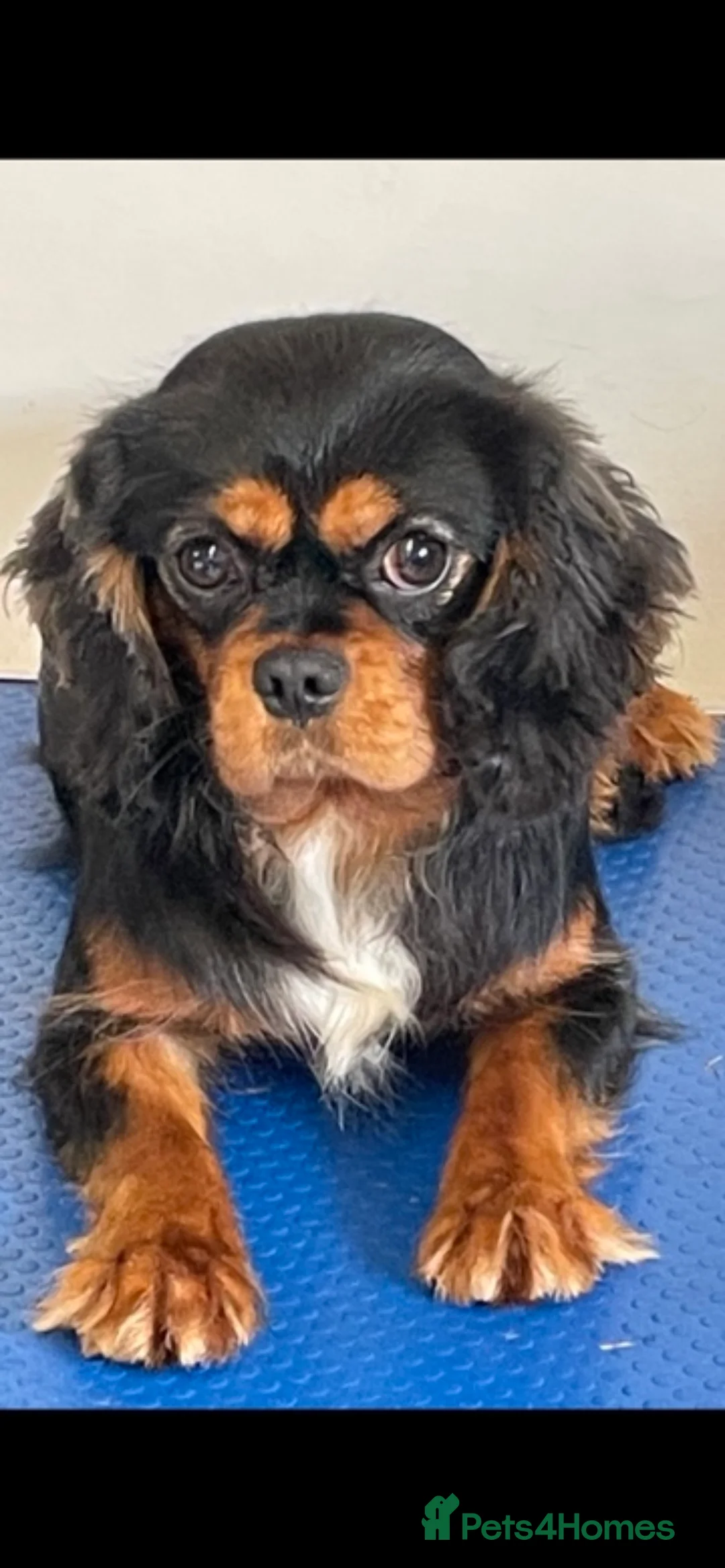 King Charles Spaniel dogs for stud: show quality King Charles cavalier for stud in Southport - Advert 2