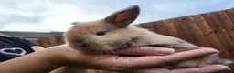Mini Lop rabbits for sale: Beautiful mini lops - Advert 28