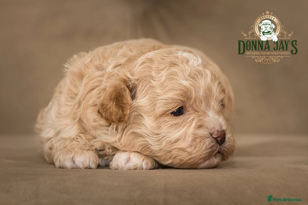 Shihpoo dogs for sale: ✨Exclusive Shihpoo Girl Special Home Required  in Stafford - Advert 2