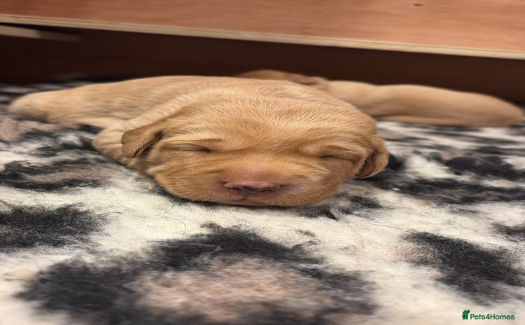 Labrador Retriever dogs - Advert 13