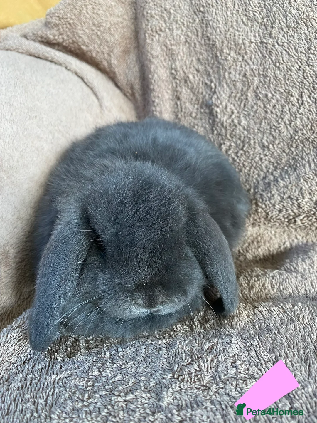 Mini Lop rabbits for sale: Mini lop litter. Includes chocolate. - Advert 7