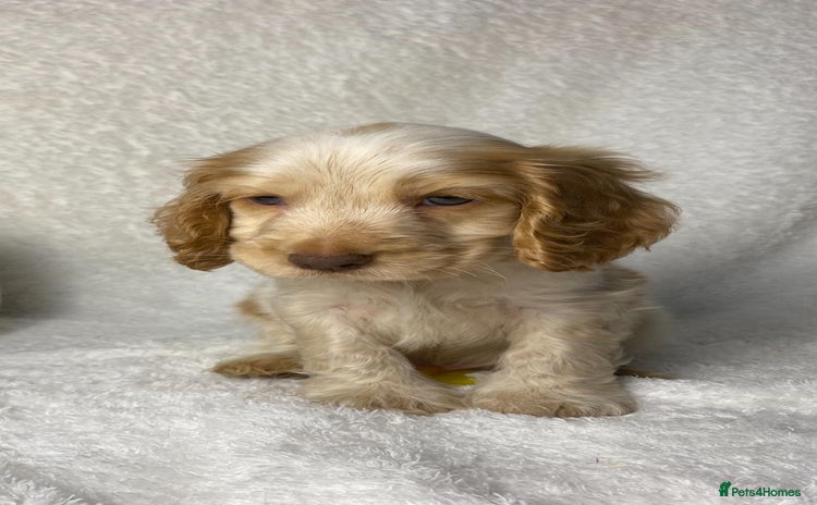 Cocker Spaniel dogs - Advert 7