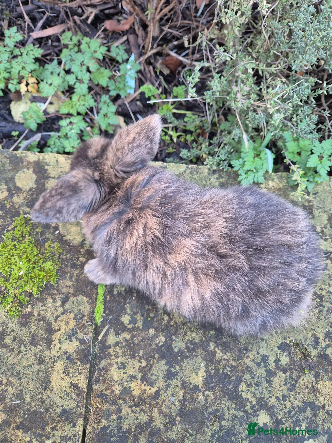 Mini Lop rabbits for sale: Mini Lops  - Advert 9