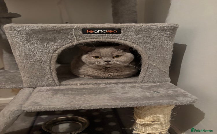 British Shorthair cats - Advert 4