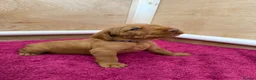 Hungarian Vizsla dogs for sale: Wirehaired Hungarian Vizsla - Advert 15
