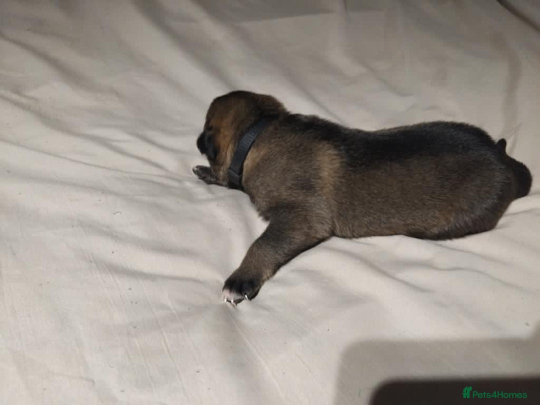 German Shepherd dogs for sale: German shepherd puppy’s kennel club registered  - Advert 26