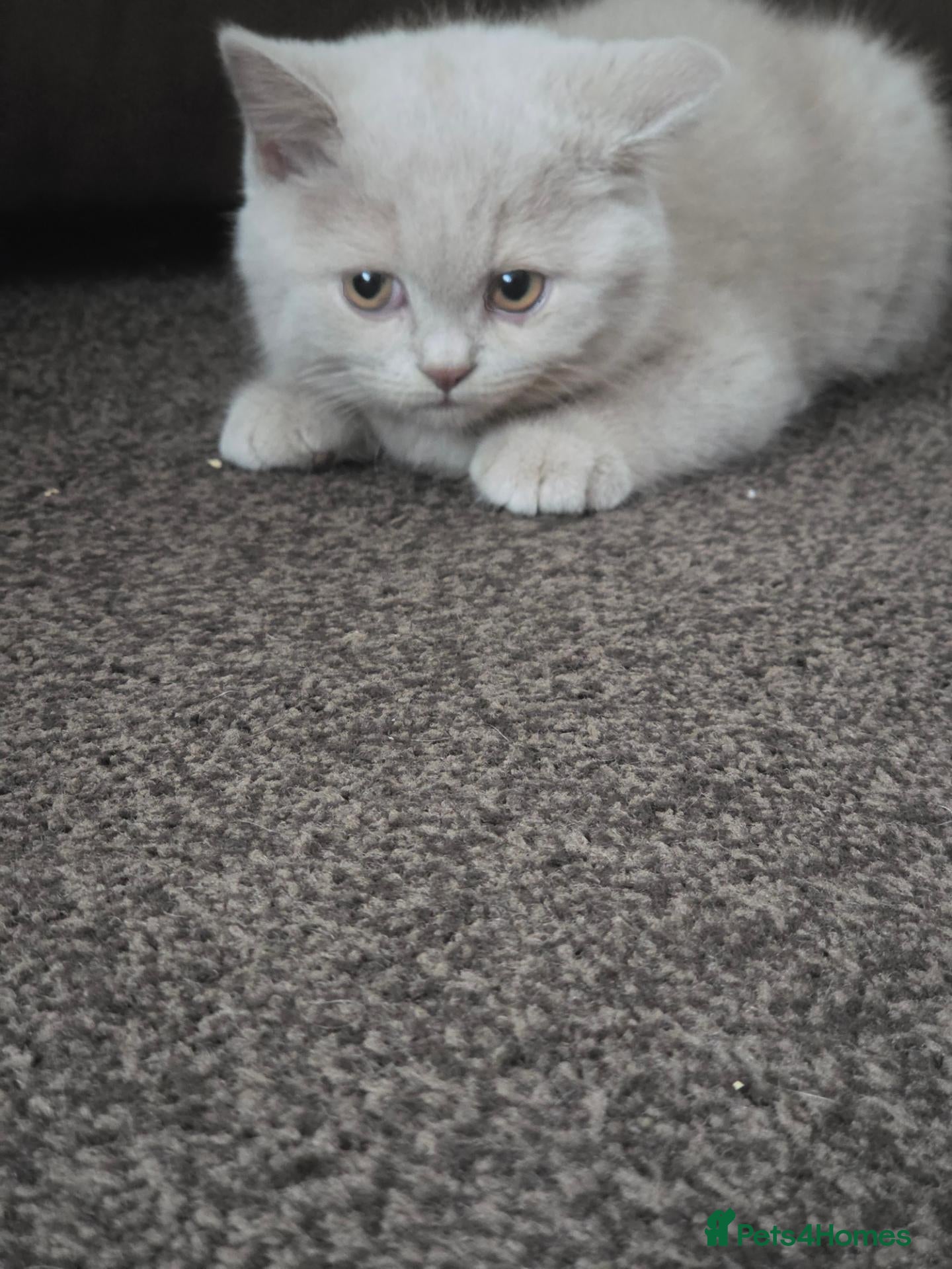 British Shorthair cats Rare Fawn British short hair  - Advert 1