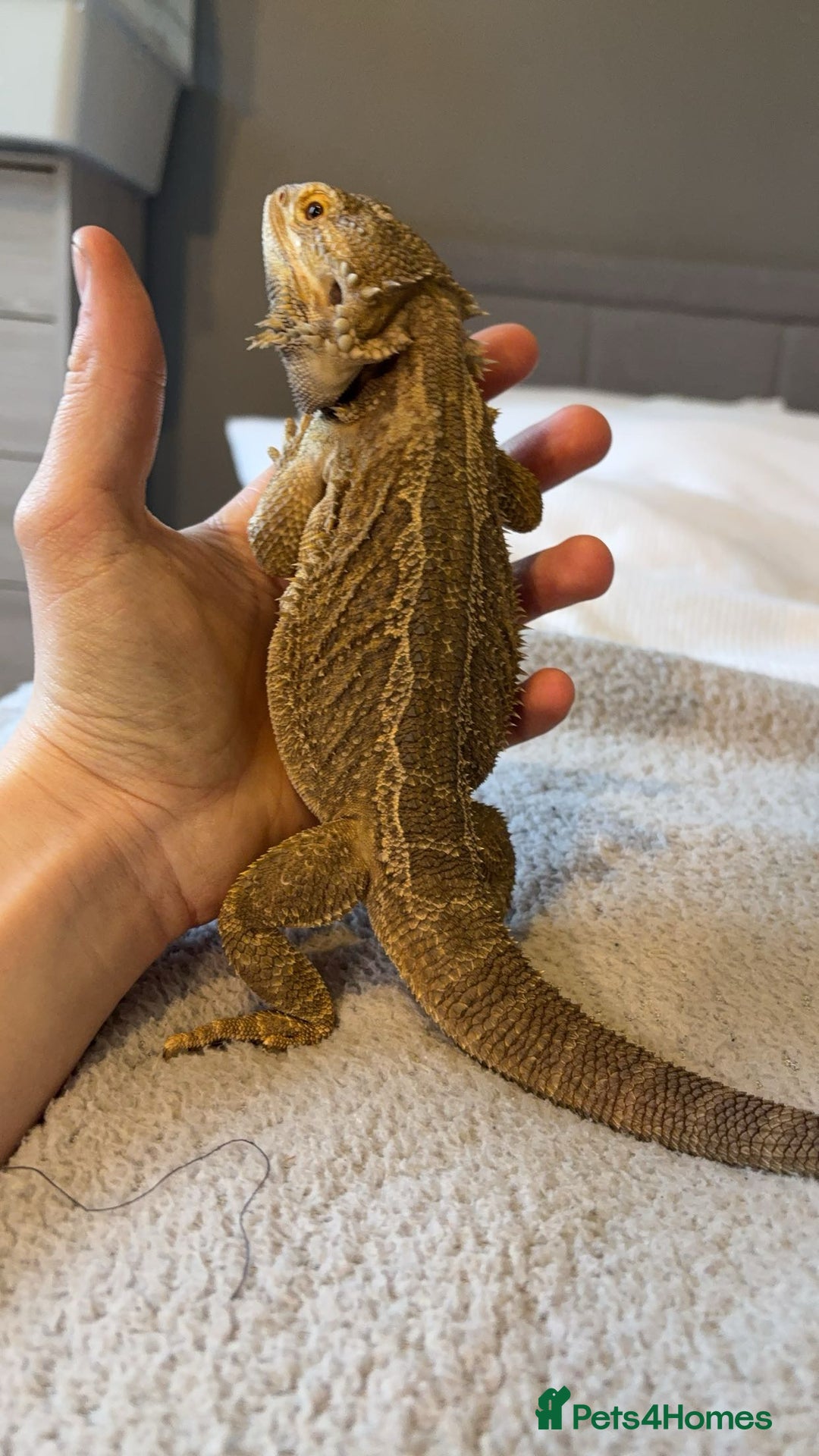 Bearded Dragon reptiles for sale: Bearded dragon and full setup for sale - Image 4