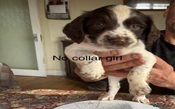 English Springer Spaniel dogs for sale: KC Springer Spaniel puppies 3 x girls available  in Hereford - Image 27