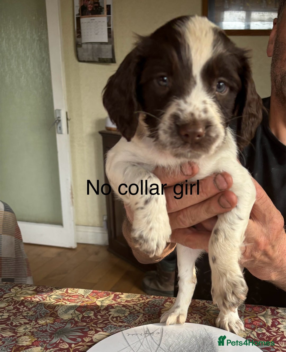 English Springer Spaniel dogs for sale: KC Springer Spaniel puppies 3 x girls available  in Hereford - Image 27