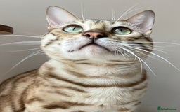 Bengal cats for sale: Beautiful Bengal boy - Image 20