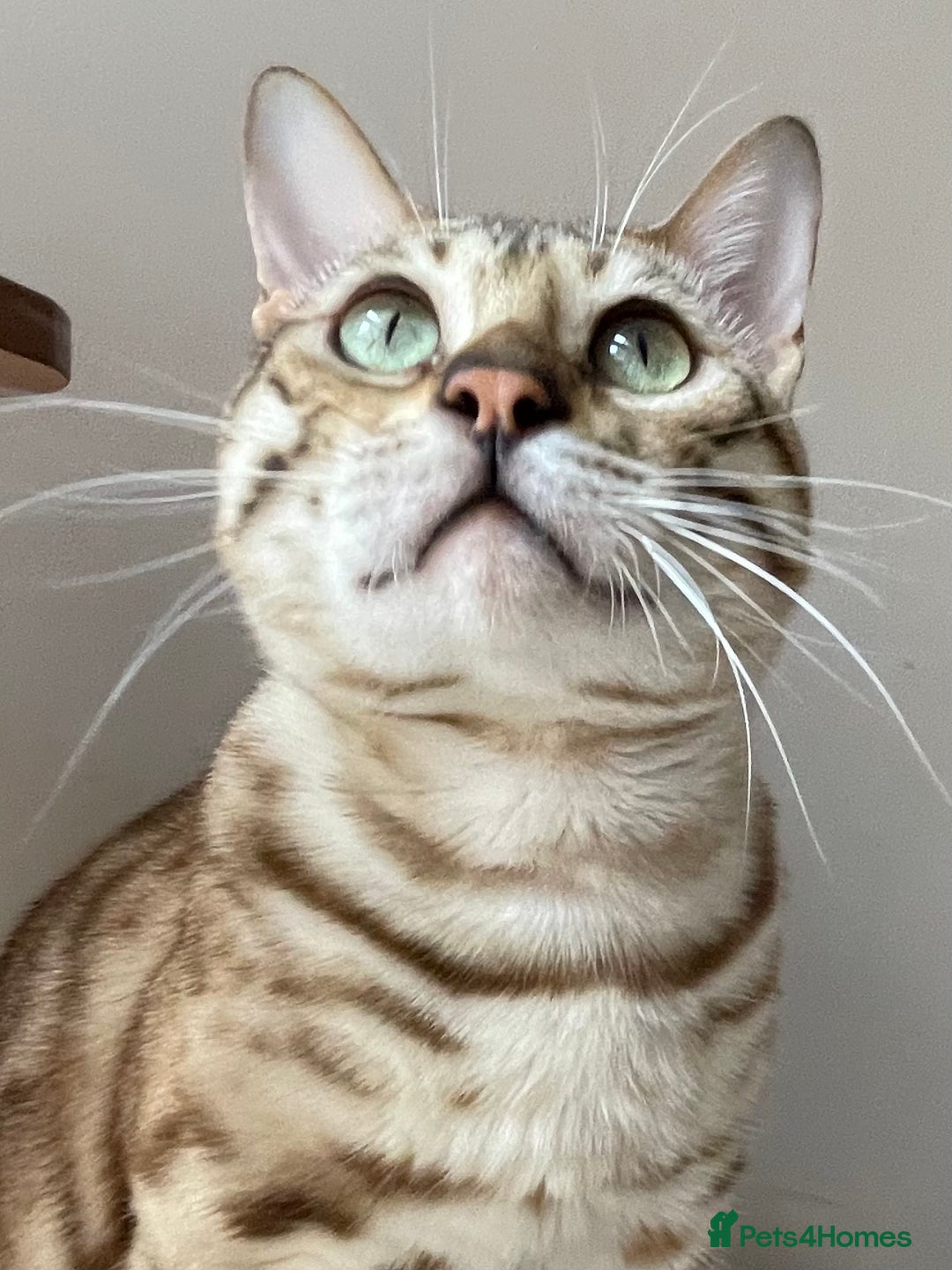 Bengal cats for sale: Beautiful Bengal boy - Image 20