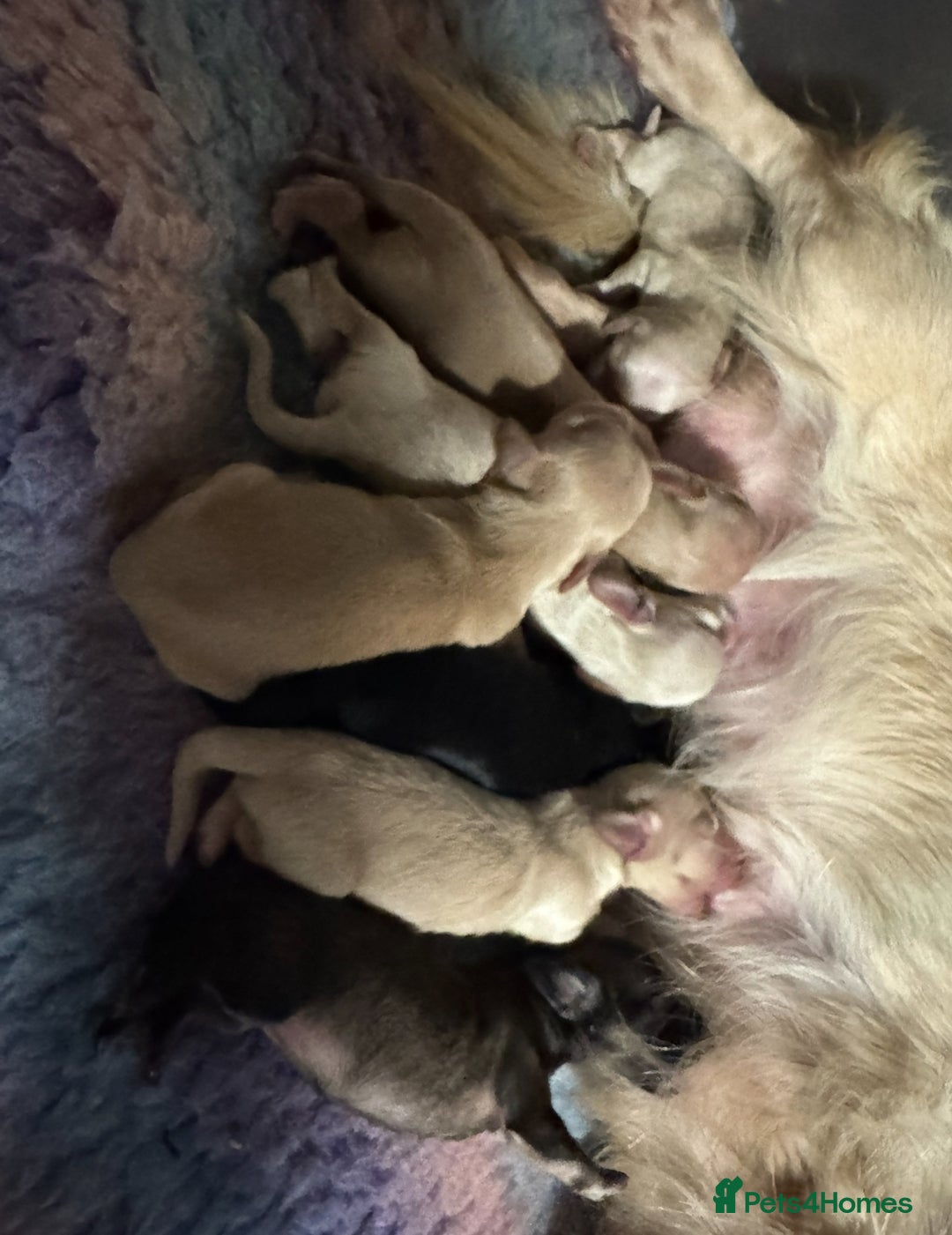 Miniature Dachshund dogs for sale: Miniature Dachshunds longhaired puppies - Advert 6