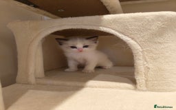 Ragdoll cats for sale: Pure Ragdoll kitten for sale  - Image 13