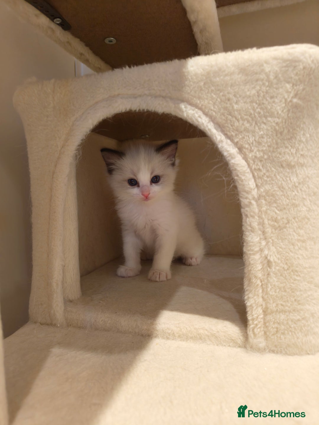 Ragdoll cats for sale: Pure Ragdoll kitten for sale  - Image 13
