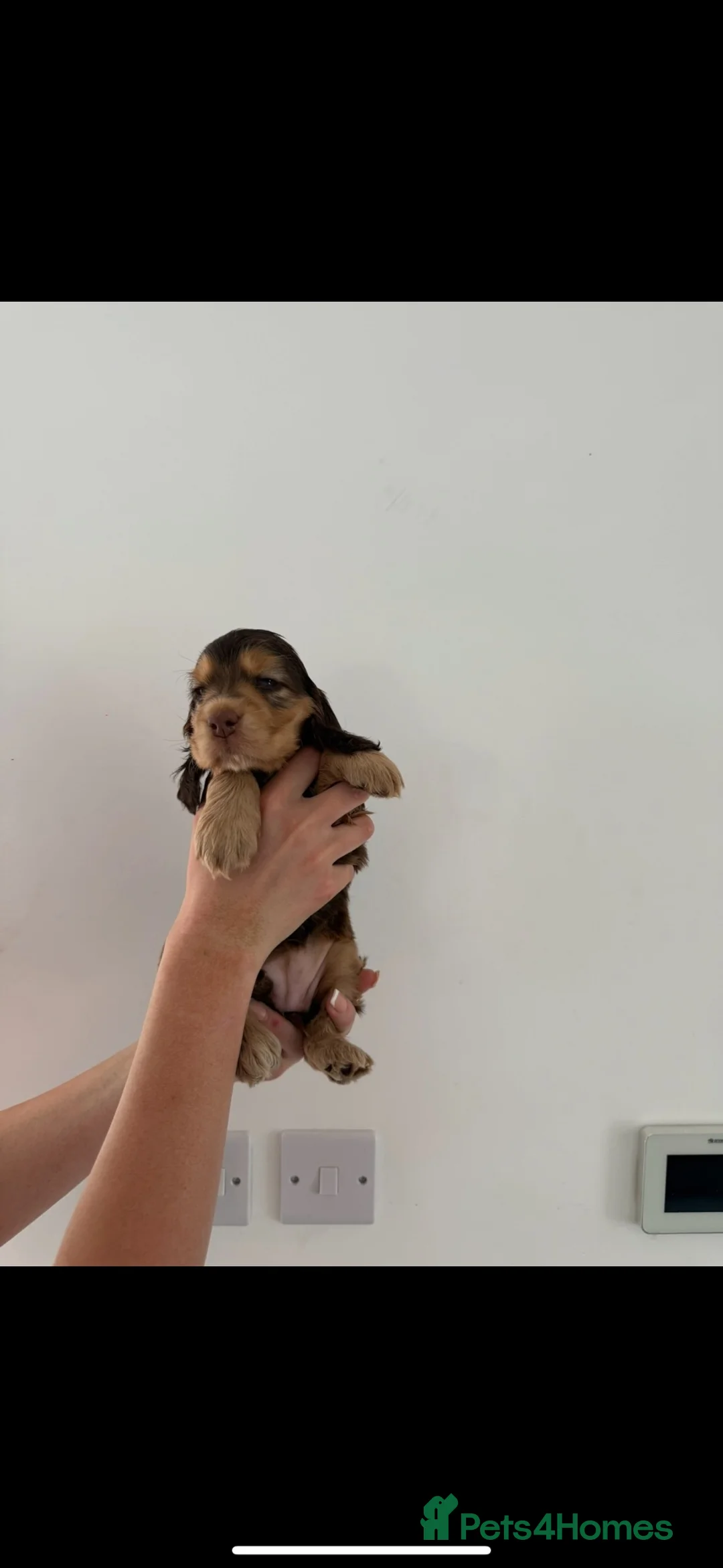 Cocker Spaniel dogs for sale: 10 Adorable Show Cocker spaniels in Billericay - Advert 2