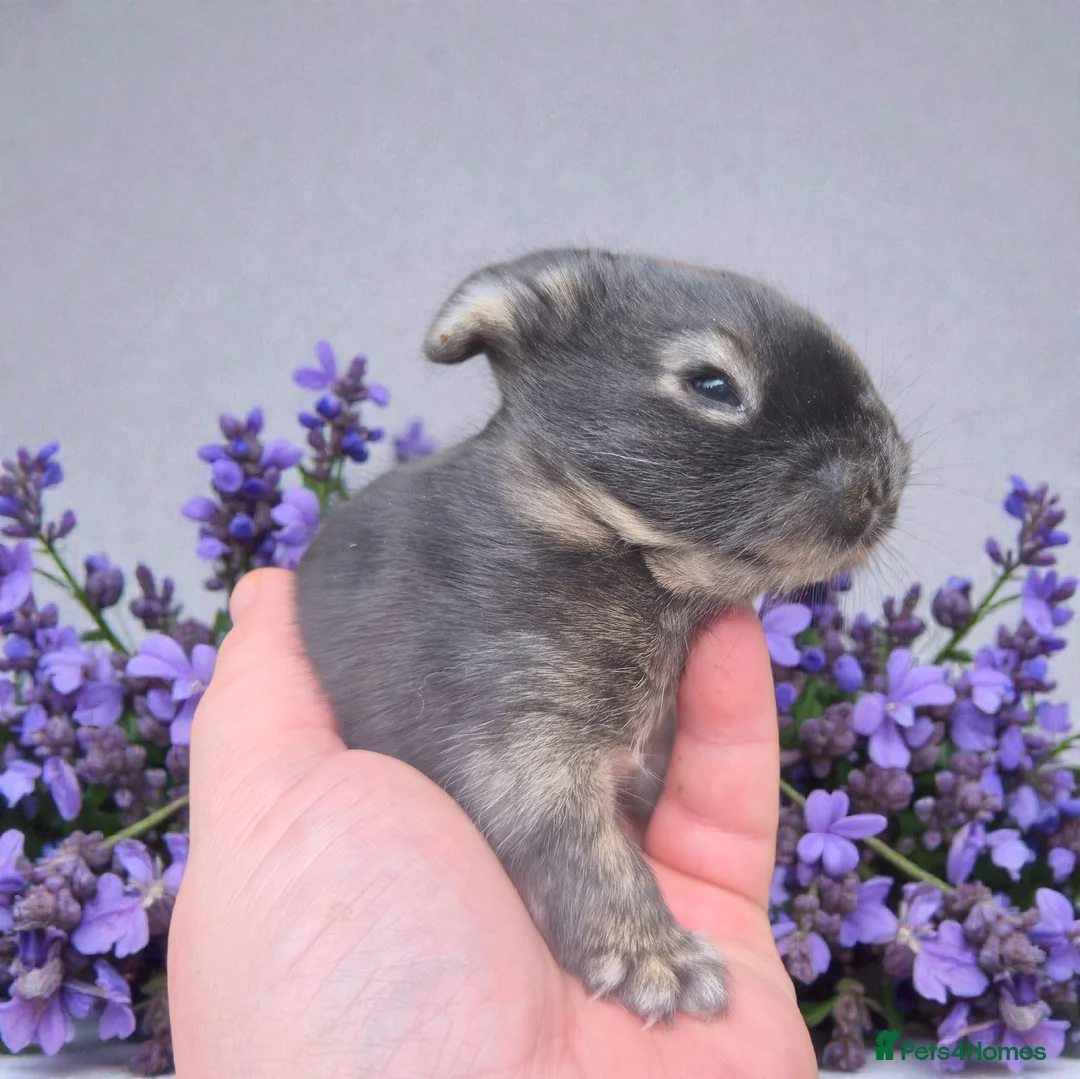 Angora rabbits for sale: 💗The most stunning angora- imported parents ❤️  - Advert 7