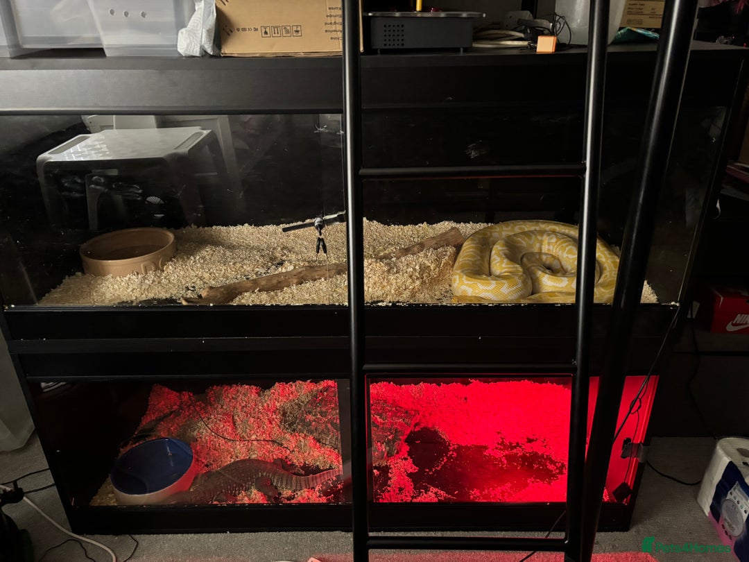 Monitor reptiles for sale: BOSC MONITOR LIZARD IN FULL SET UP - Image 5