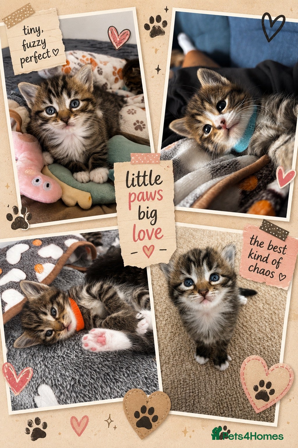 British Longhair cats Stunning 4 kittens - Advert 4