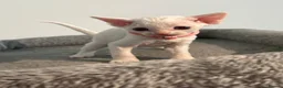 Devon Rex cats for sale: 😻 Devon rex Kittens available 😻❤️ - Advert 14