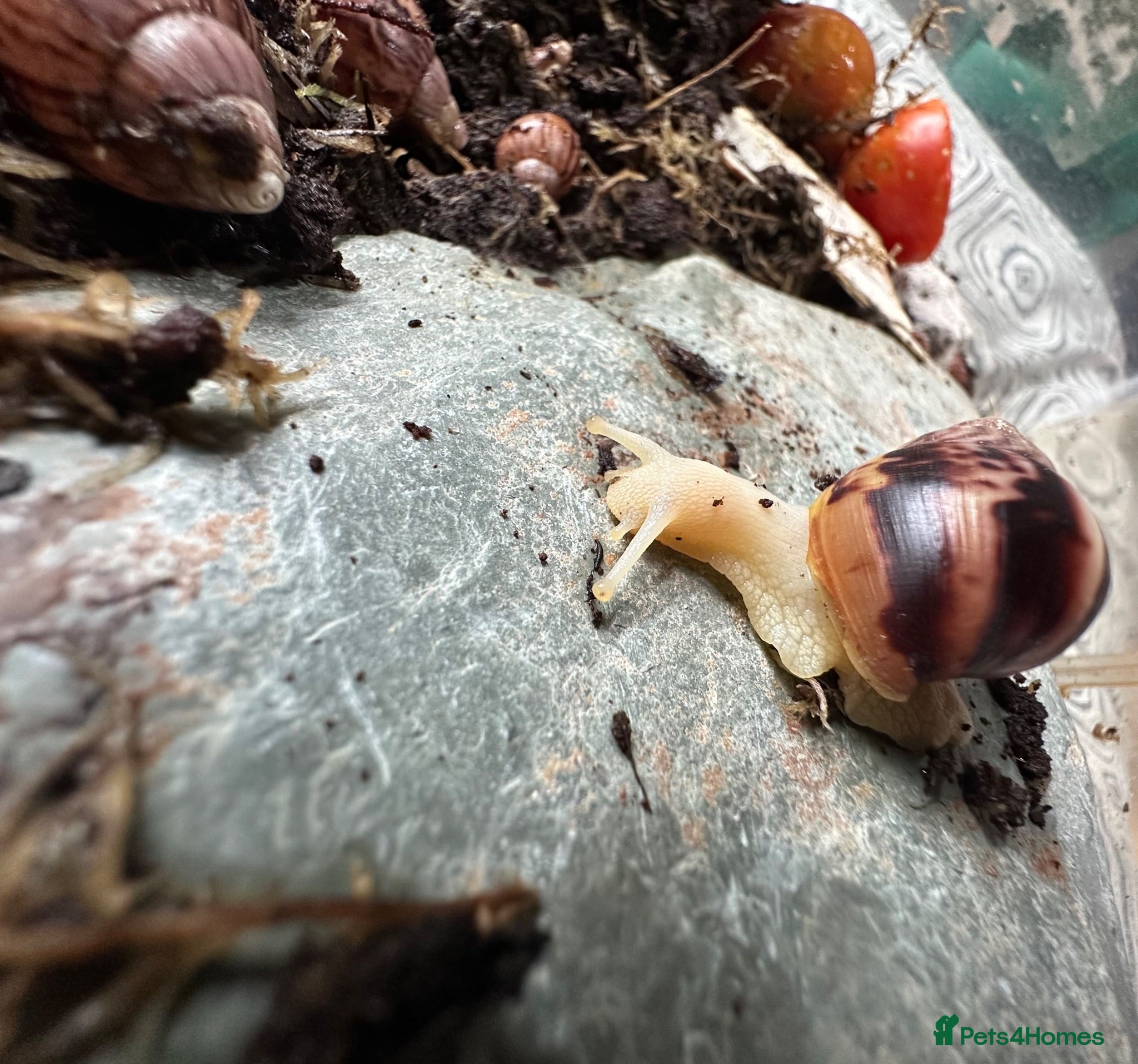 Snails invertebrates Baby Albino Tiger Stripe Giant African Land Snails - Advert 5