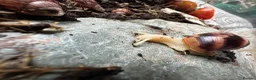 Snails invertebrates for sale: Baby Albino Tiger Stripe Giant African Land Snails - Advert 1