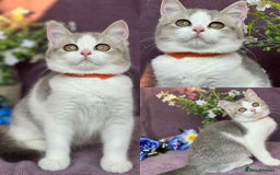 British Shorthair cats for sale: Lovely BSH kittens - ready for their forever homes - Image 12