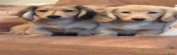 Miniature Dachshund dogs for sale: Miniature dachshund pups dna health tested  - Advert 6