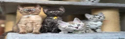 Bengal cats for sale: Gorgeous Health Tested Bengals  in Congleton - Advert 5