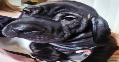 Mixed Breed dogs - Advert 12