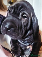 Mixed Breed dogs - Advert 12