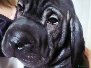 Mixed Breed dogs - Advert 9