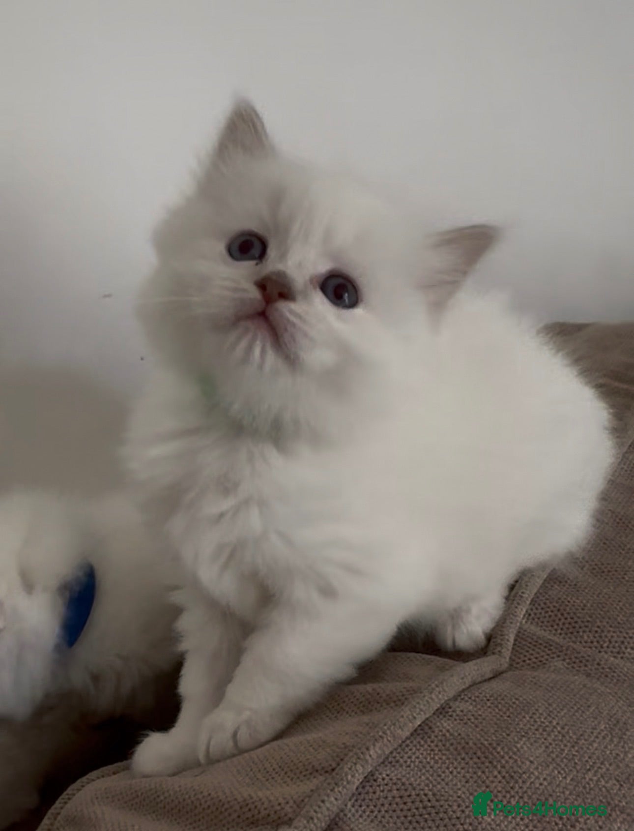 Ragdoll cats Ragdoll kittens GCCF champion breed show quality  - Advert 2