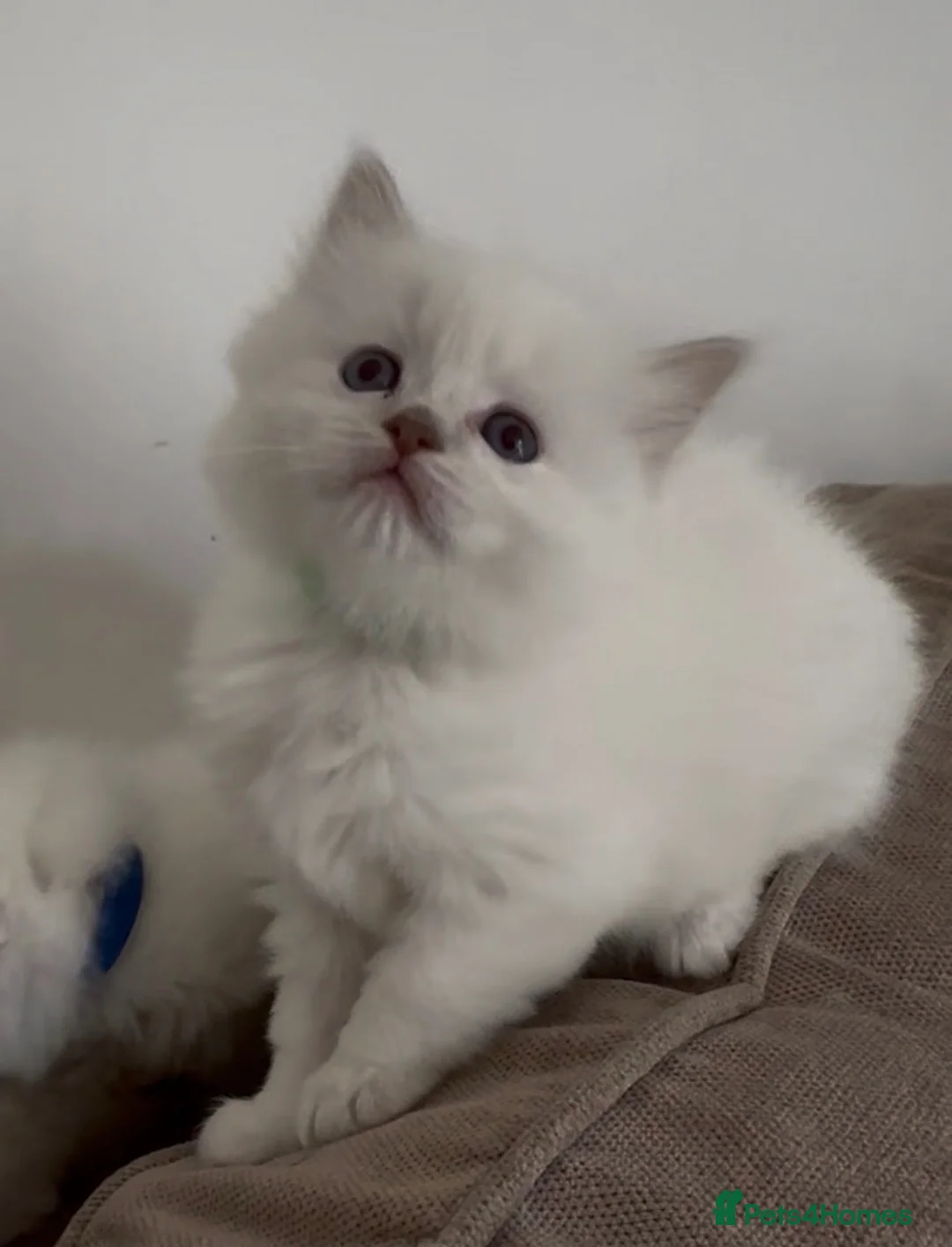 Ragdoll cats for sale: Ragdoll kittens GCCF champion breed show quality  - Advert 1