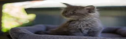 Maine Coon cats for sale: Beautiful fluffy Maine Coon pedigree kittens - Advert 22