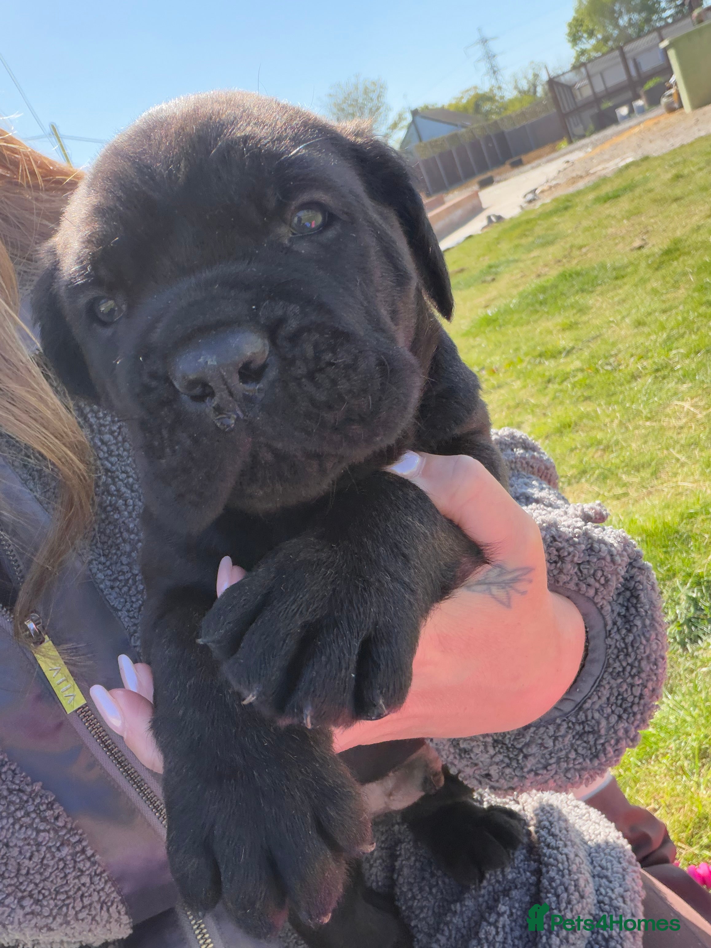 Cane Corso dogs Cane Corso puppy’s  - Advert 2