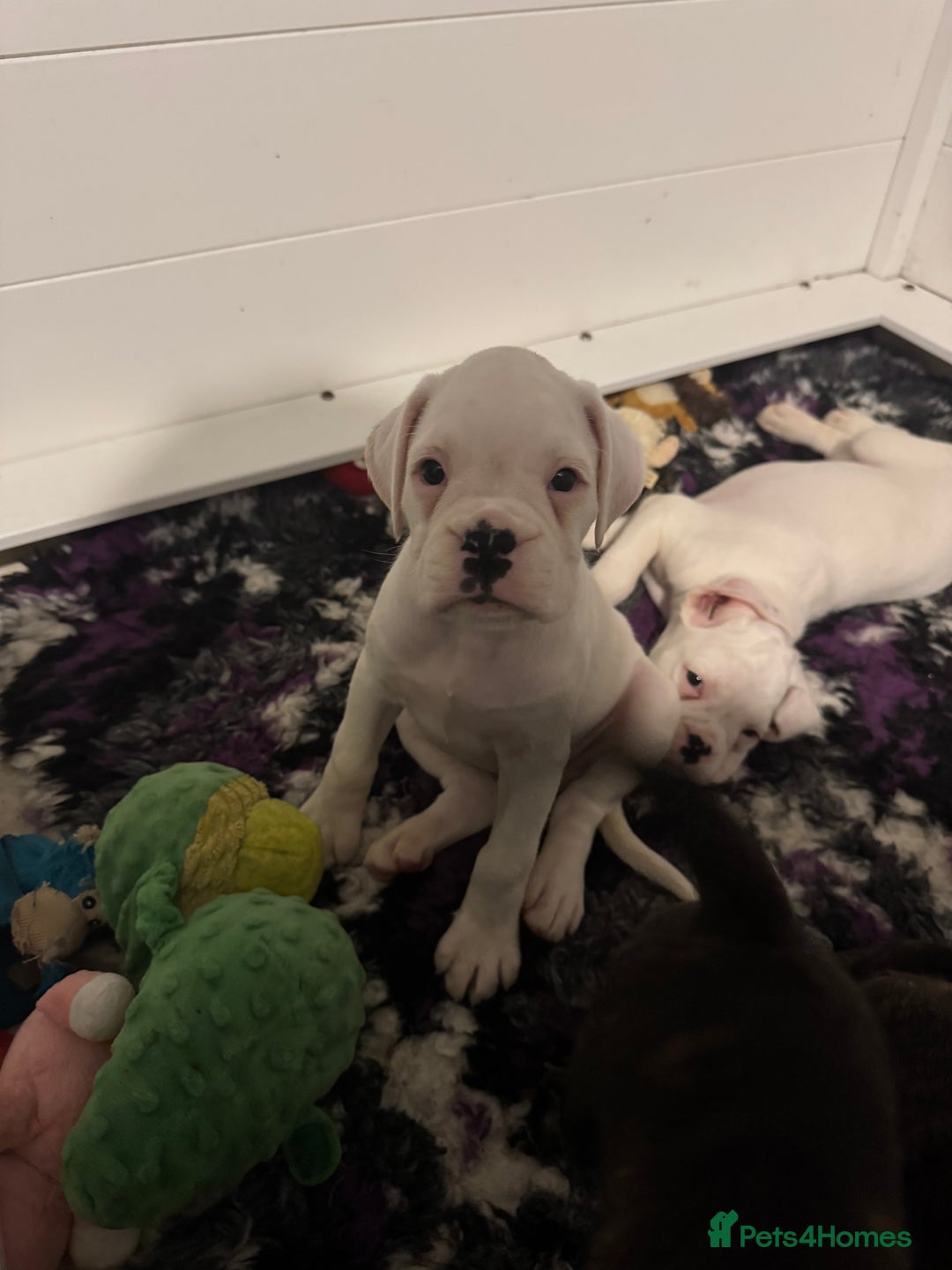 Boxer dogs for sale: LAST 2 boxer puppies  - Advert 5