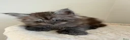 Maine Coon cats for sale: Pedigree TICA Champion Russian import line MCO - Advert 9