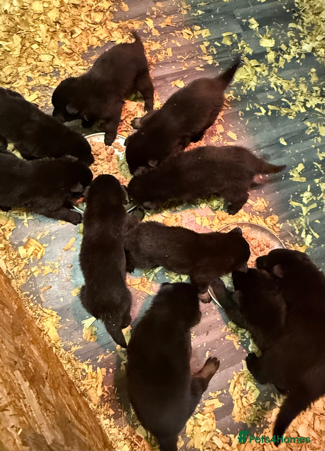 German Shepherd dogs for sale: KC Reg Working Line GSD pups. - Image 25