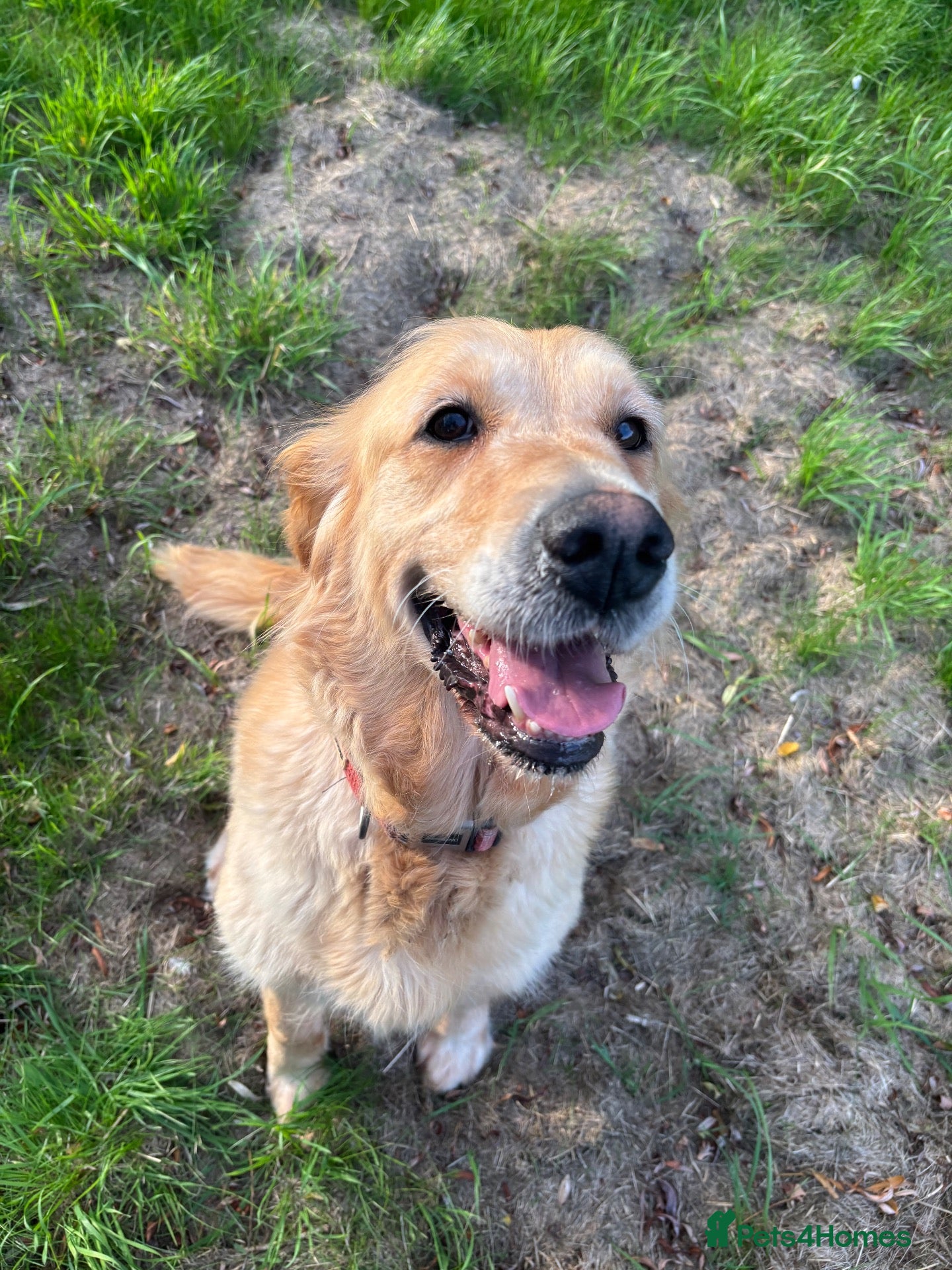 Golden Retriever dogs Beautiful Bella  - Advert 2