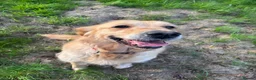 Golden Retriever dogs for sale: Beautiful Bella  - Advert 1