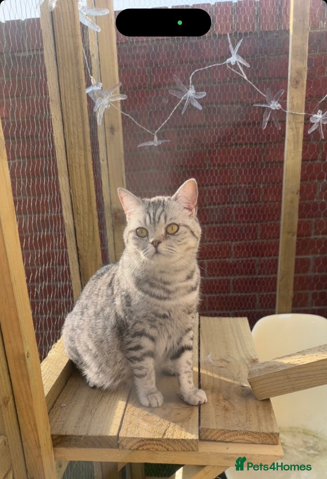 British Shorthair cats for sale: British short hair kittens  - Advert 2