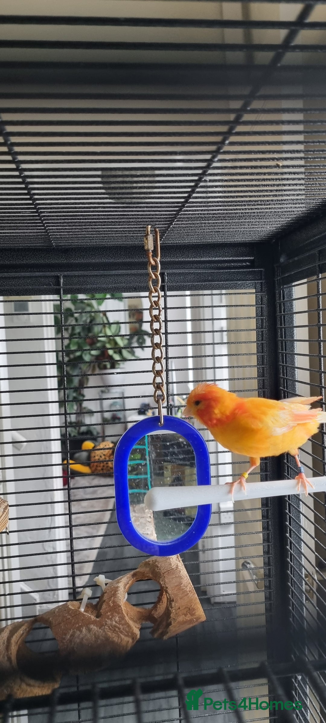 Canaries birds for sale: Canary  - Image 7
