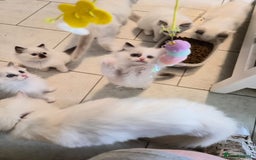 Ragdoll cats for sale: Blue mitted and bicolour ragdolls - Image 31