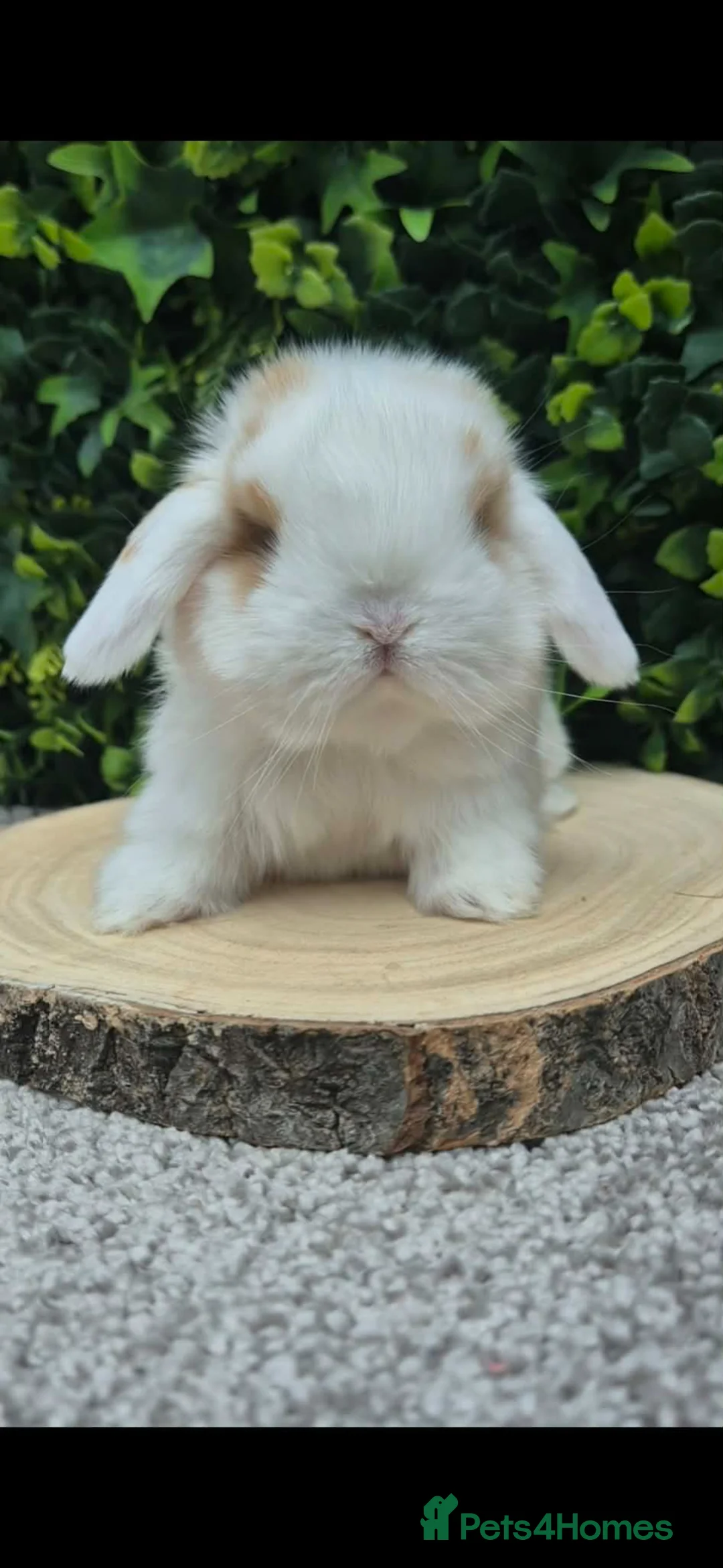 Mini Lop rabbits for sale: Beautiful mini lop girls Ready 6th  - Advert 2